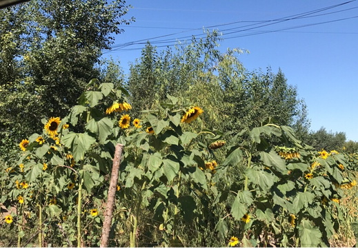 sunflower-land